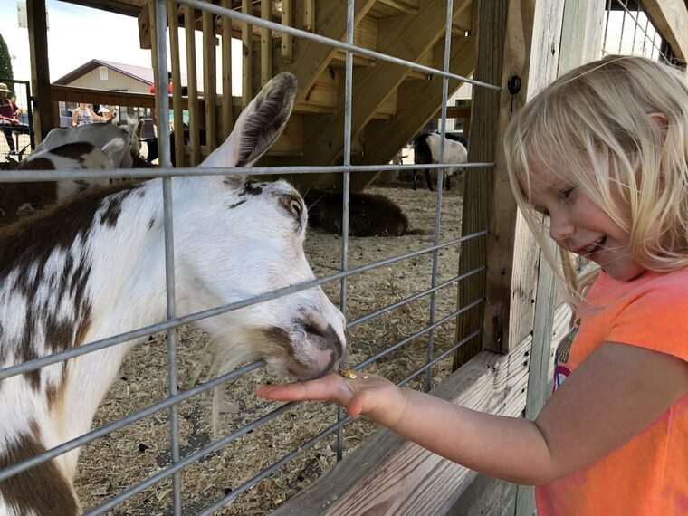 Norah feeding carrots to goats at the petting zoo